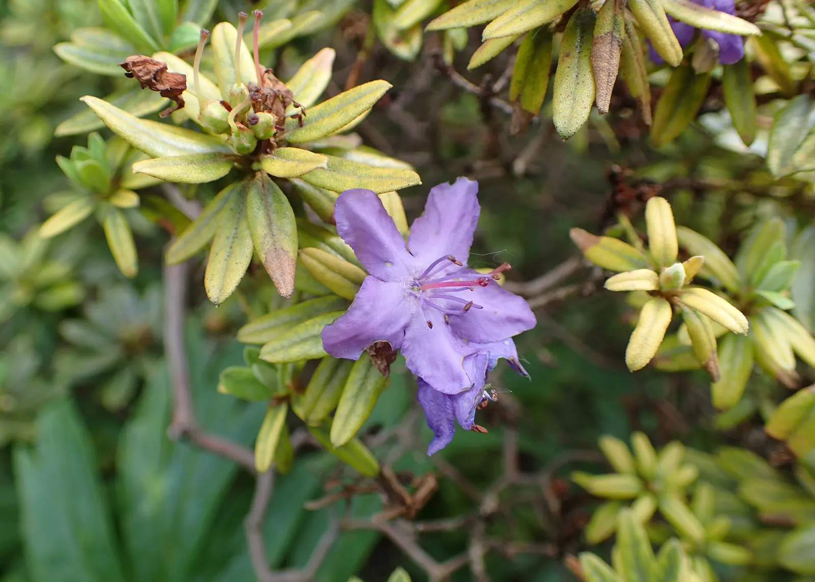 Blue Rhododendron (Rhododendron Impeditum) — The enchanting blossoms emerge in mid to late spring