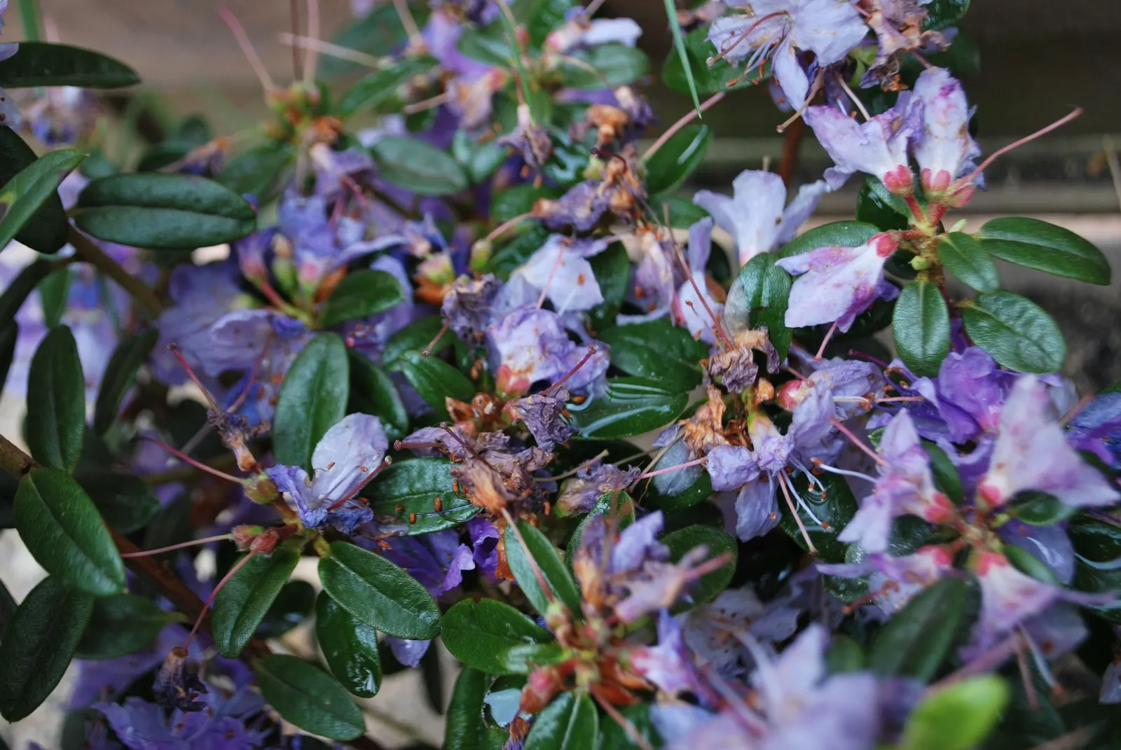Blue Rhododendron (Rhododendron Impeditum) — is a compact evergreen shrub that offers a unique azure hue to any landscape design; shrub with blue and lavender
