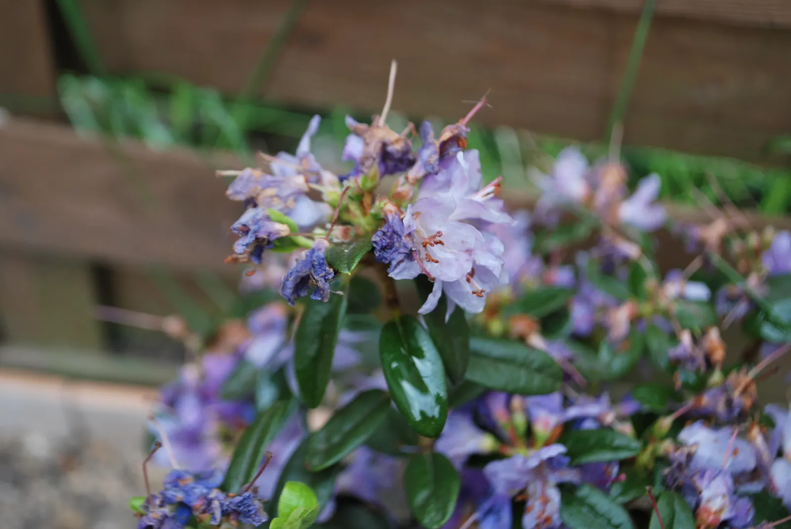 Blue Rhododendron (Rhododendron Impeditum) — but also a low-maintenance choice