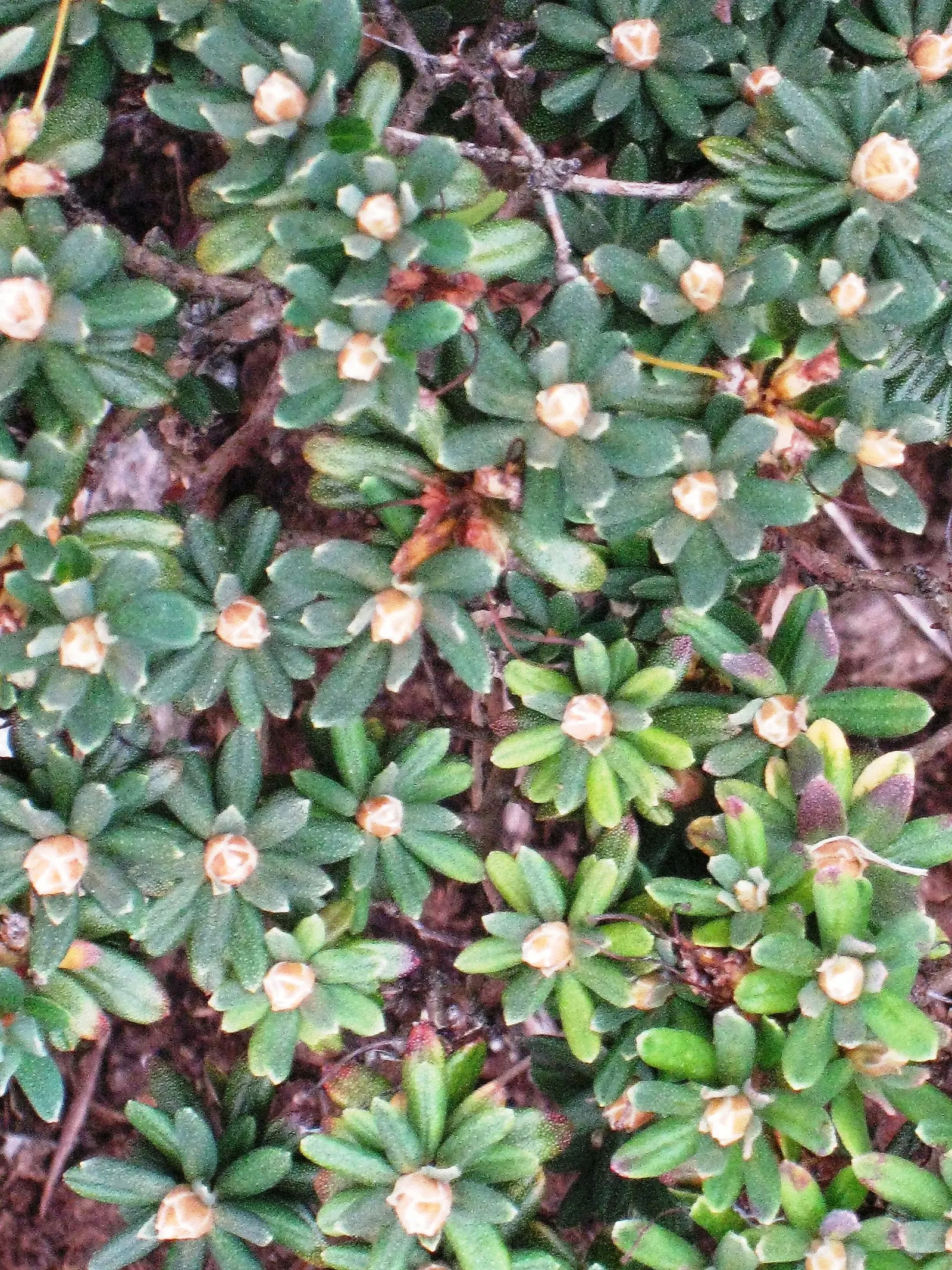 Blue Rhododendron (Rhododendron Impeditum) — The Blue Rhododendron (Rhododendron impeditum) is a dwarf evergreen shrub; with small, aromatic leaves, it