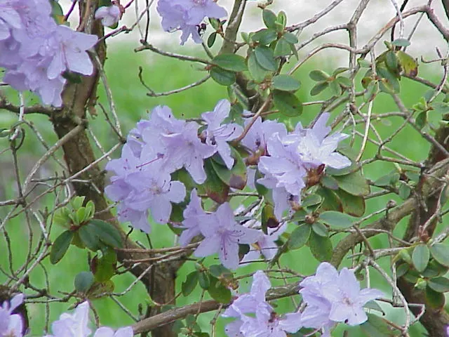 Blue Rhododendron (Rhododendron Impeditum) — Thriving in acidic soil, it has a mature size of 1 to 2 feet tall and wide; yet it's important to avoid, image 57