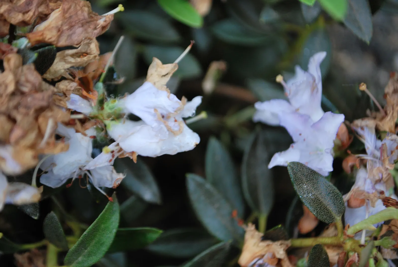Blue Rhododendron (Rhododendron Impeditum) — making it an excellent choice for gardeners who appreciate both beauty and ease of care; thriving in acidic soil