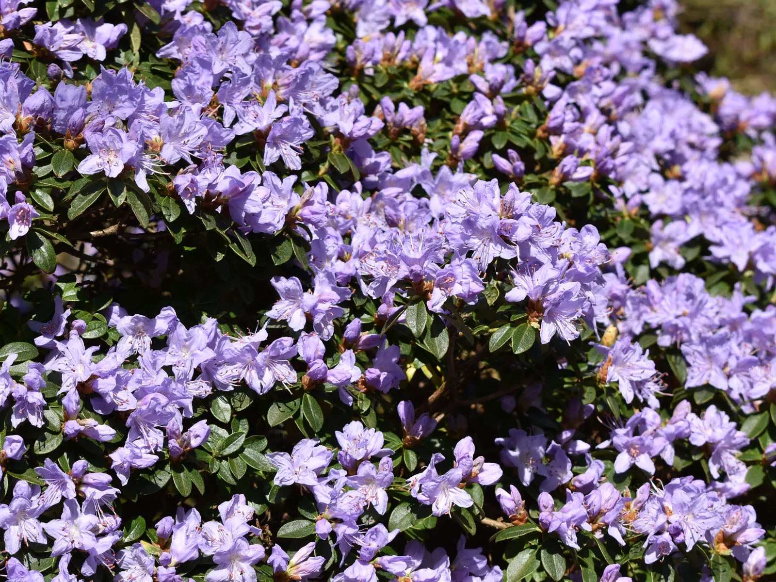 Blue Rhododendron (Rhododendron Impeditum) — Its slow growth and dwarf stature alleviate the need for frequent pruning; this dwarf variety typically reaches