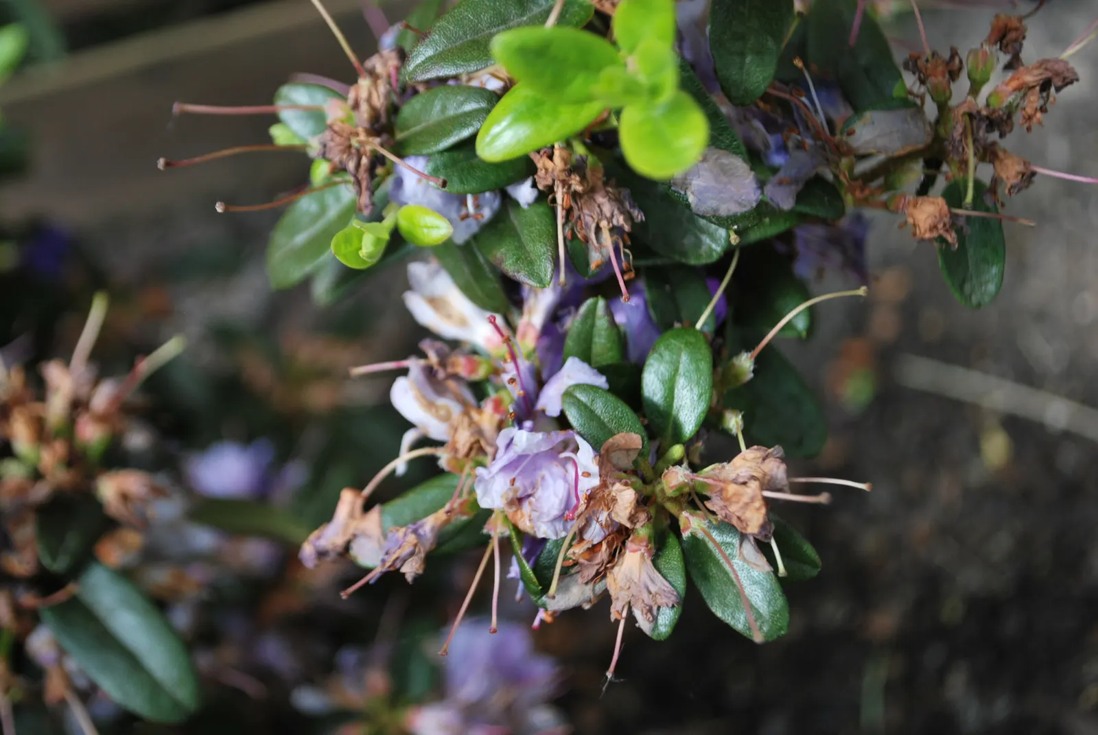 Blue Rhododendron (Rhododendron Impeditum) — especially sheltered from harsh afternoon sun to prevent leaf scorch