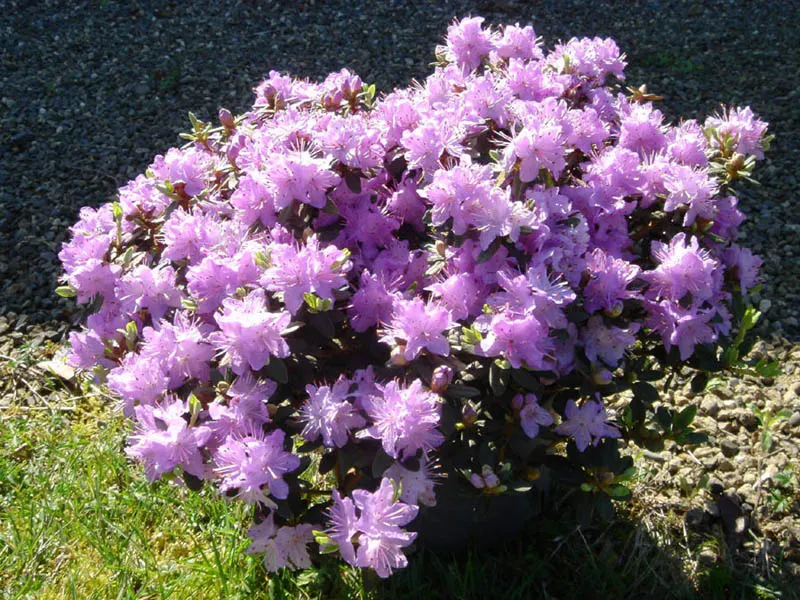 Blue Rhododendron (Rhododendron Impeditum) — It performs best when planted in a location that receives dappled sun or part shade