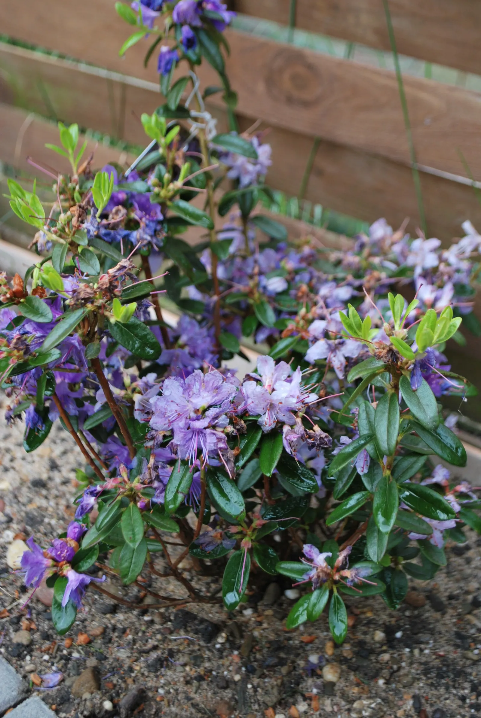 Blue Rhododendron (Rhododendron Impeditum) — displaying a profusion of lavender-blue flowers that can envelope the shrub