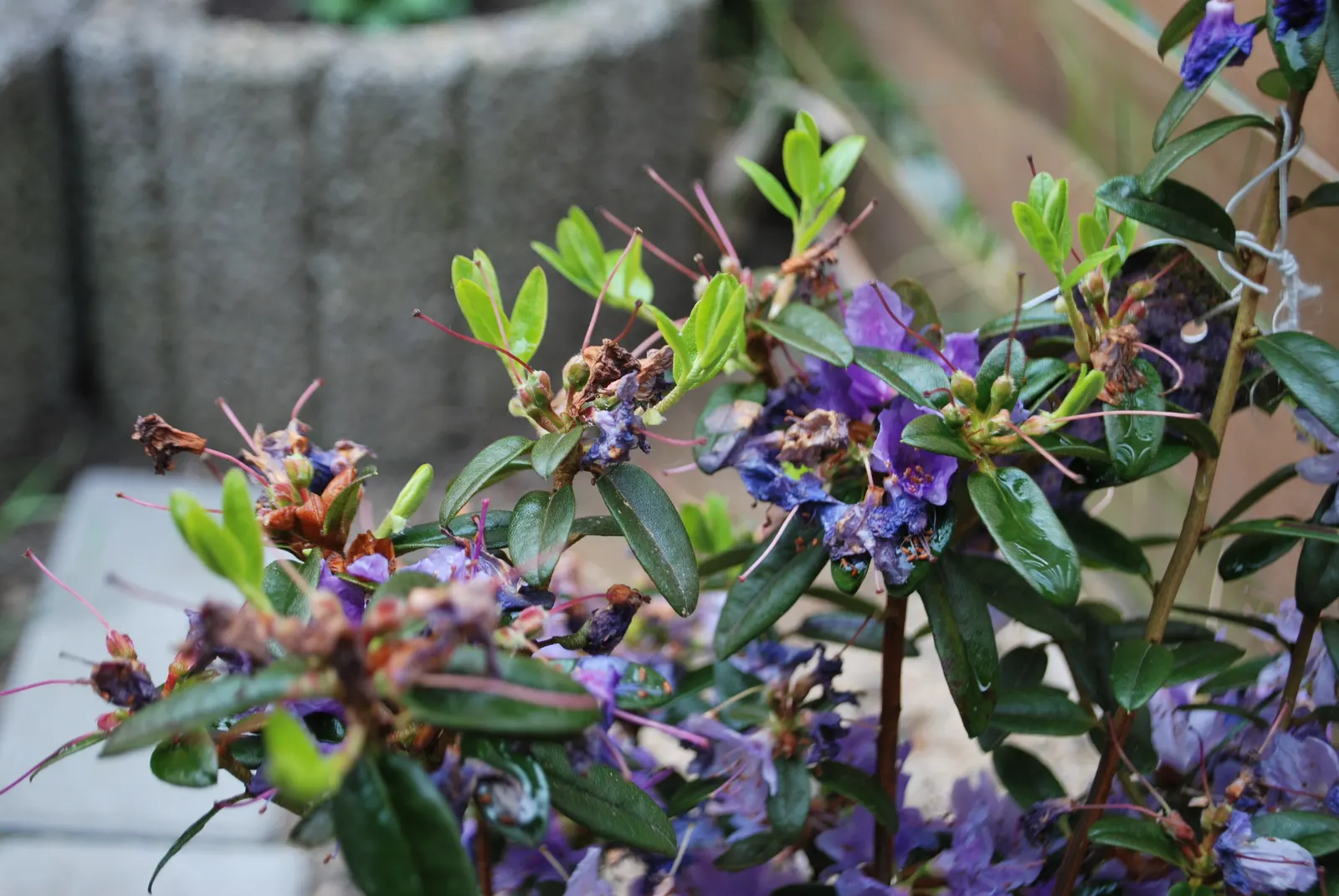 Blue Rhododendron (Rhododendron Impeditum) — prized for its stunning blue-purple flowers; the enchanting blossoms emerge in mid to late spring, image 56