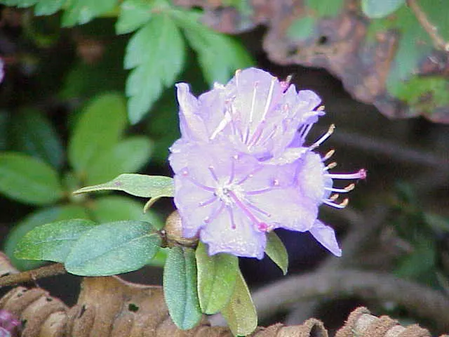 Blue Rhododendron (Rhododendron Impeditum) — Thriving in acidic soil, it has a mature size of 1 to 2 feet tall and wide; yet it's important to avoid