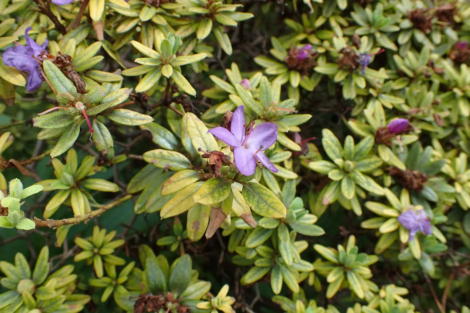 Blue Rhododendron (Rhododendron Impeditum) — This dwarf variety typically reaches just 1 to 2 feet in height and spreads out 2 to 3 feet; hardy in zones 6-9