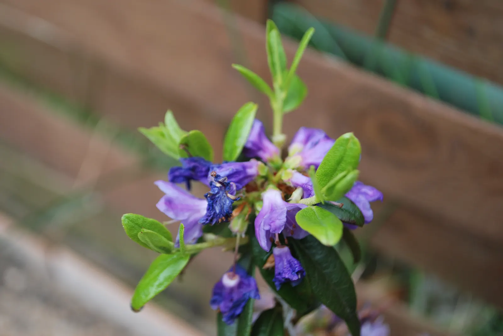 Blue Rhododendron (Rhododendron Impeditum) — Consistent moisture is crucial; is a compact evergreen shrub that offers a unique azure hue to any landscape design