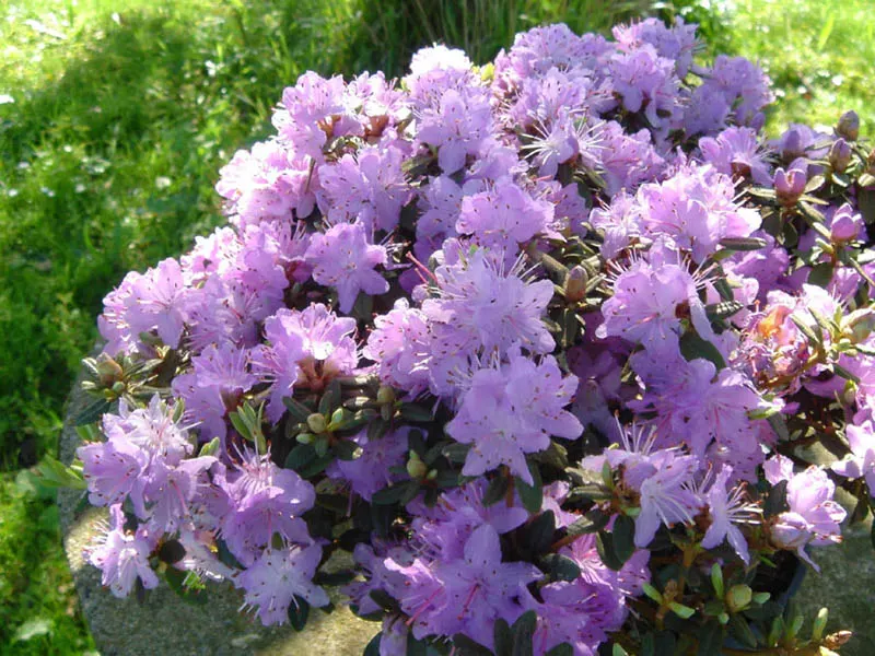 Blue Rhododendron (Rhododendron Impeditum) — scientifically named Rhododendron impeditum
