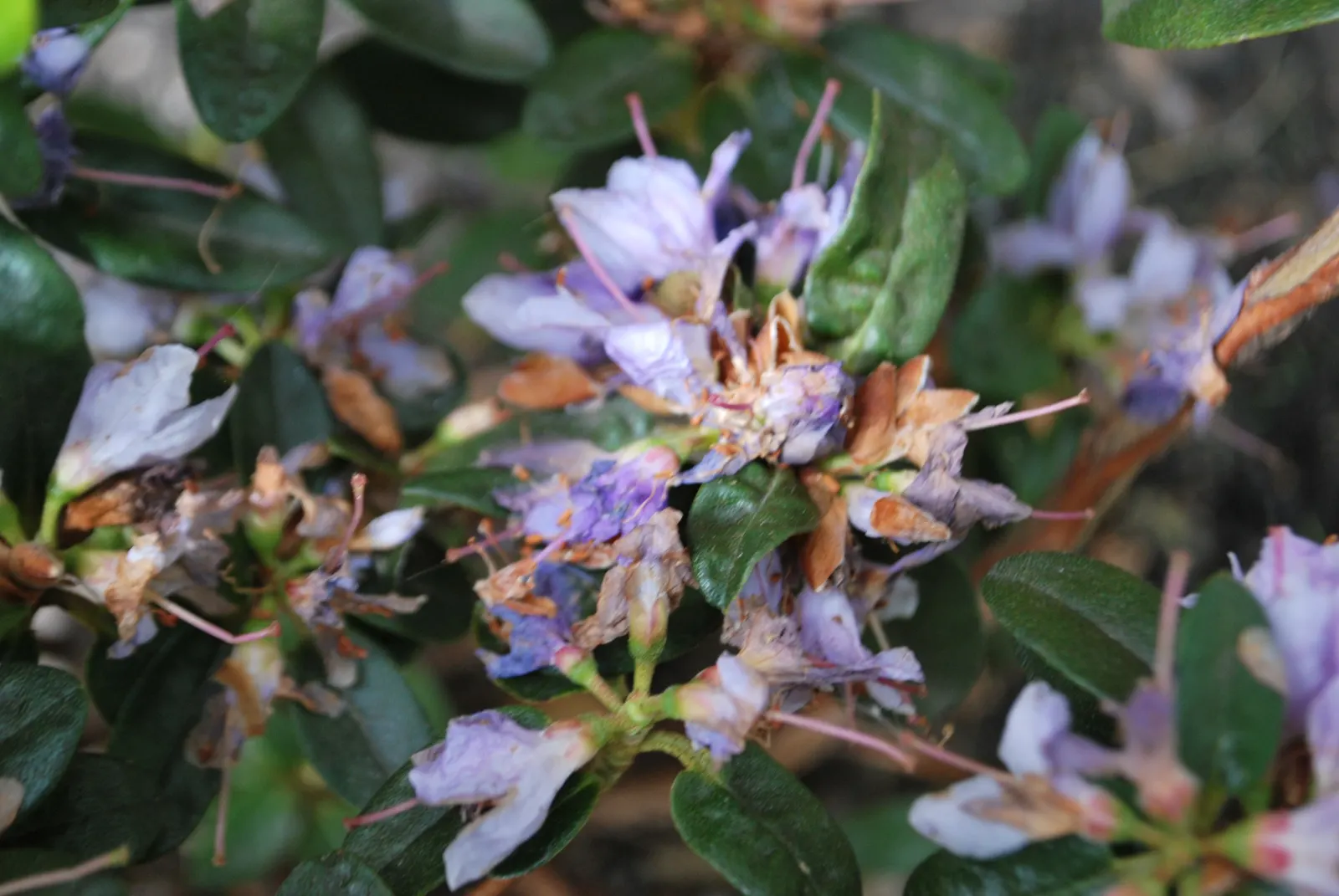 Blue Rhododendron (Rhododendron Impeditum) — is a compact evergreen shrub that offers a unique azure hue to any landscape design