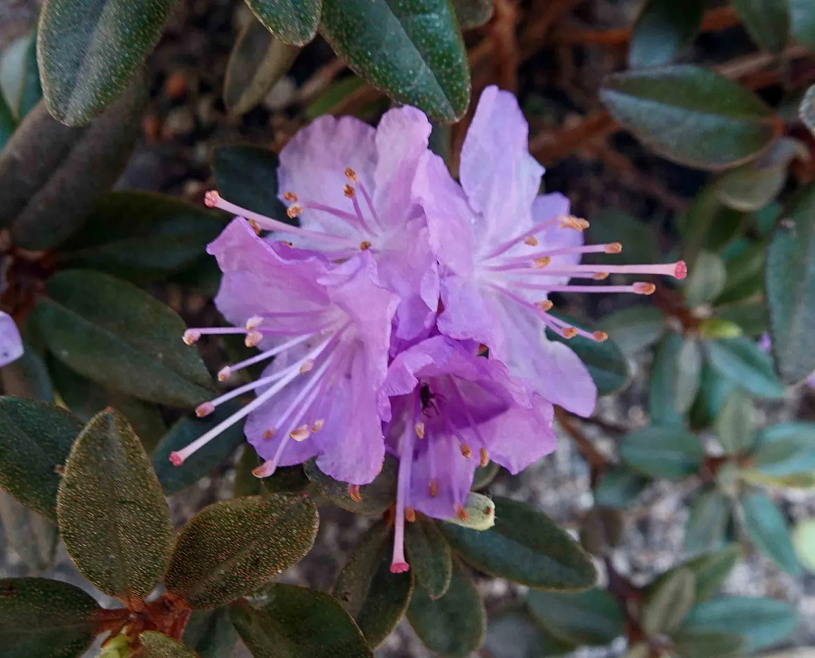 Blue Rhododendron (Rhododendron Impeditum) — With small, aromatic leaves, it provides year-round interest; blue and lavender flowers in the garden