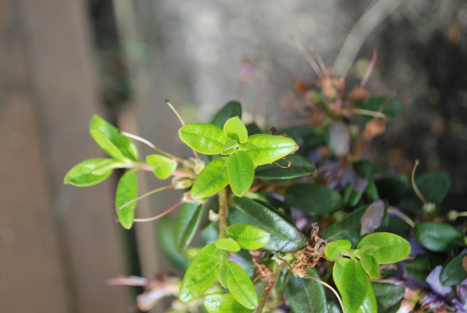 Blue Rhododendron (Rhododendron Impeditum) — prized for its stunning blue-purple flowers