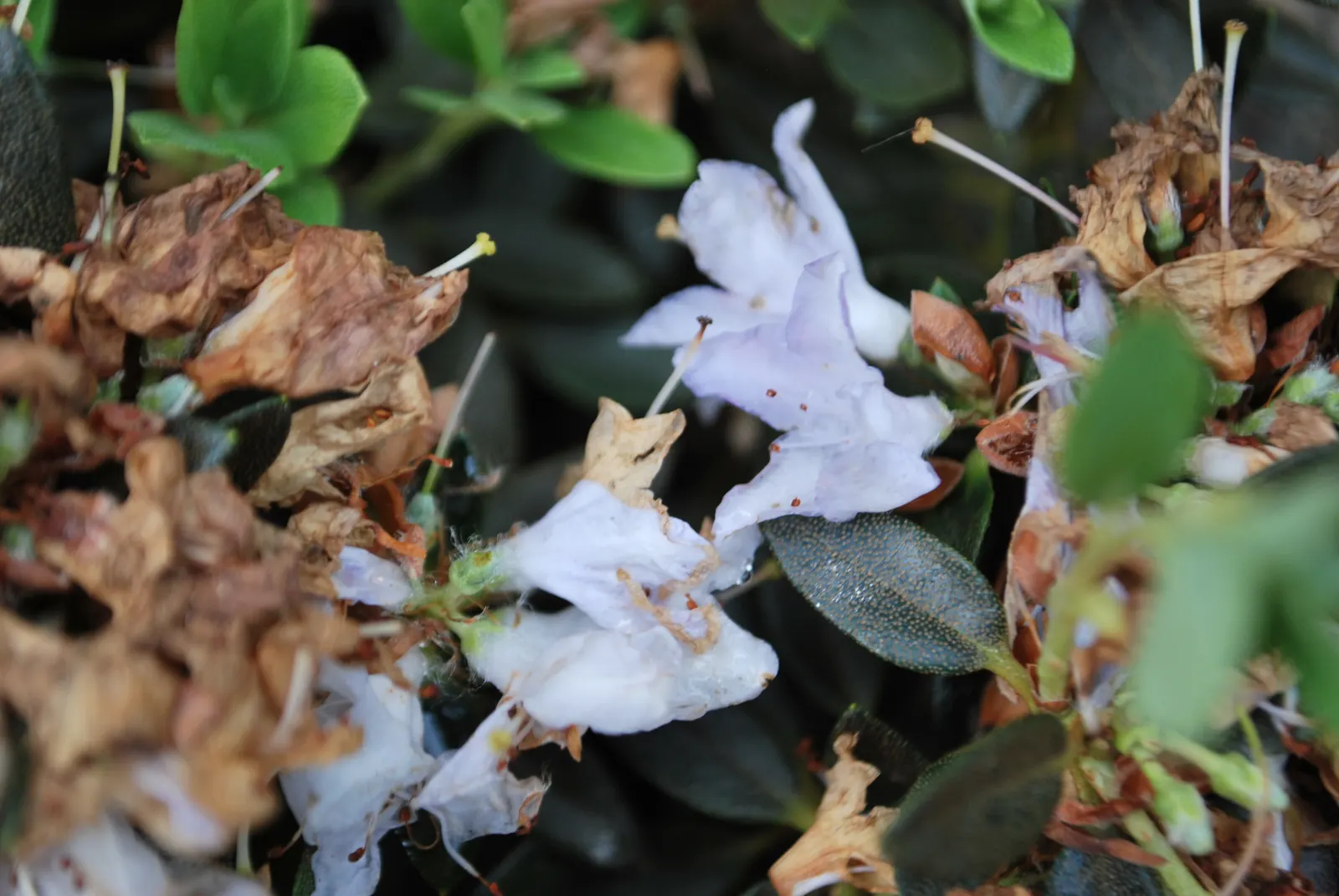 Blue Rhododendron (Rhododendron Impeditum) — making it an excellent choice for gardeners who appreciate both beauty and ease of care