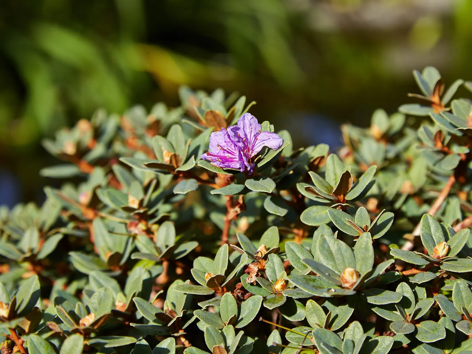 Blue Rhododendron (Rhododendron Impeditum) — yet it's important to avoid waterlogged conditions.<br><br>For the client; it performs best when planted in a