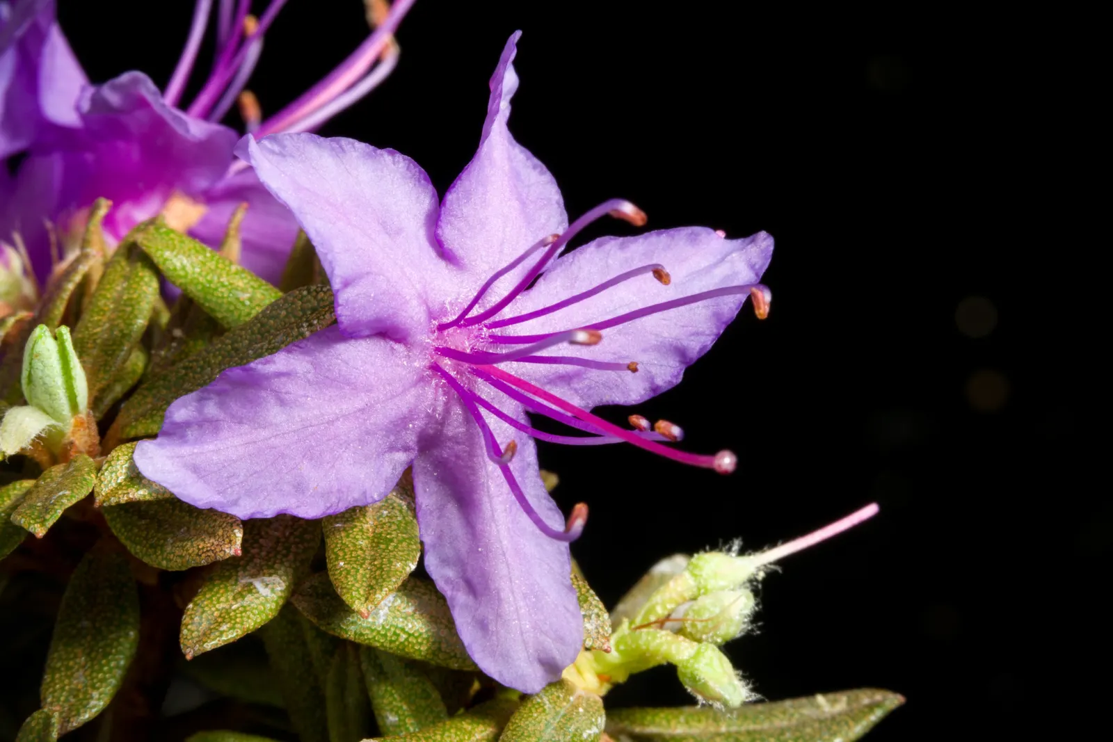 Blue Rhododendron (Rhododendron Impeditum) — Ideal for small gardens and containers, it requires partial shade and well-drained soil, image 32