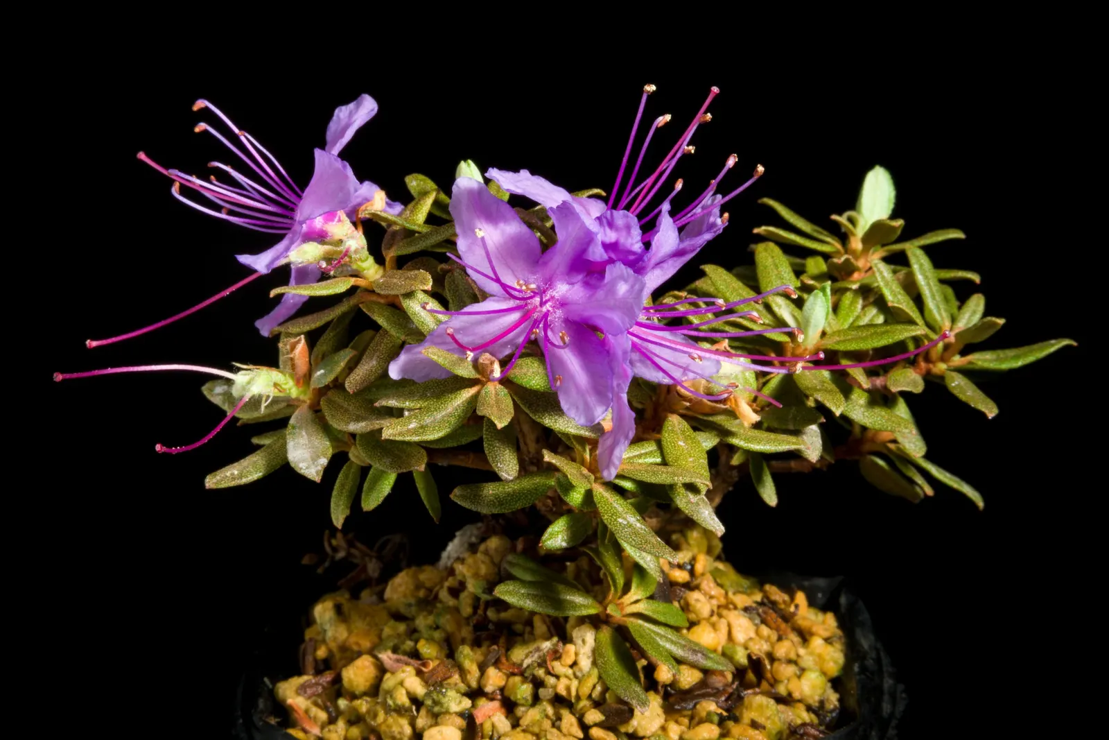 Blue Rhododendron (Rhododendron Impeditum) — especially sheltered from harsh afternoon sun to prevent leaf scorch; the Blue Rhododendron (Rhododendron
