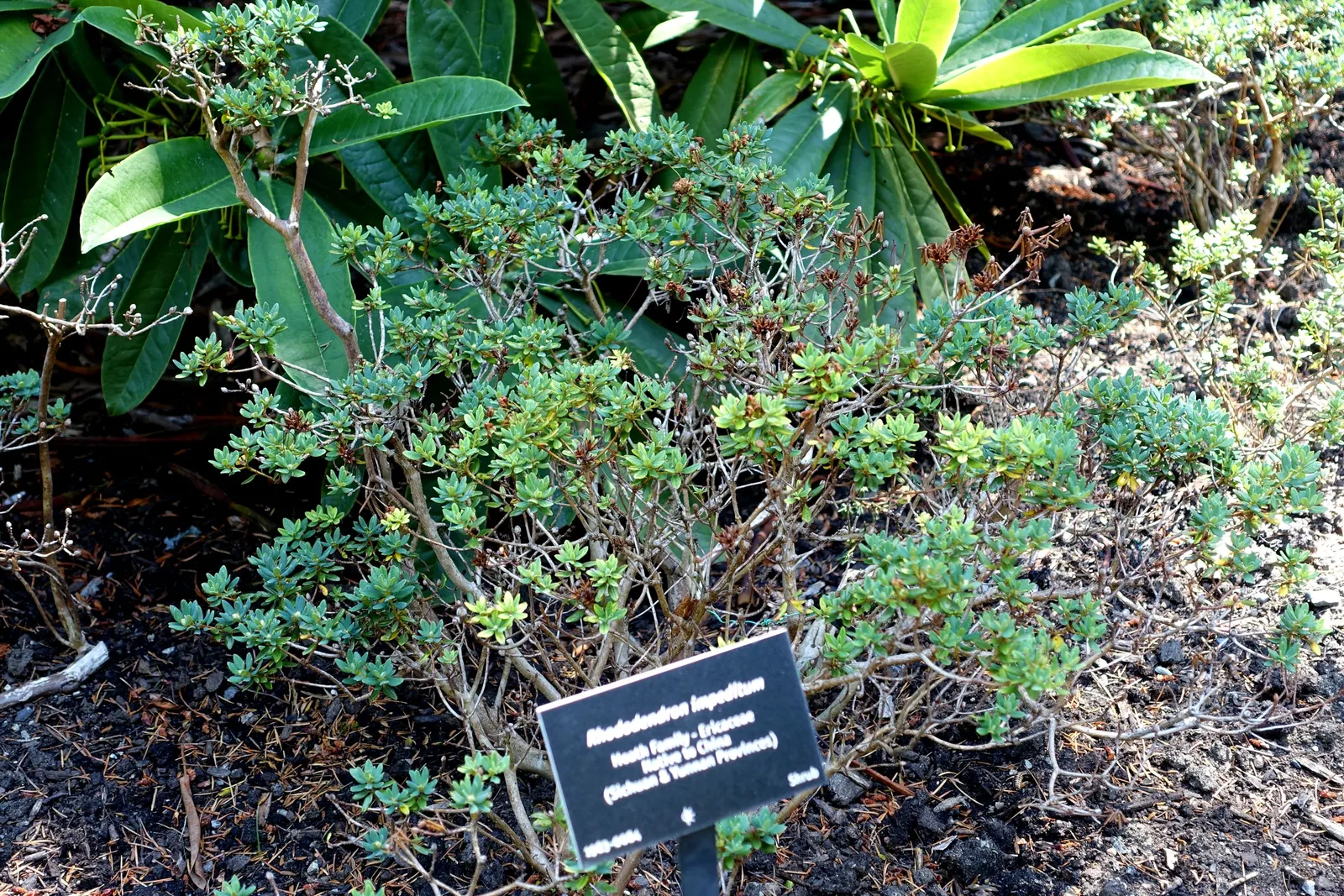 Blue Rhododendron (Rhododendron Impeditum) — creating a remarkable visual spectacle.<br><br>Hardy in USDA zones 5 through 7