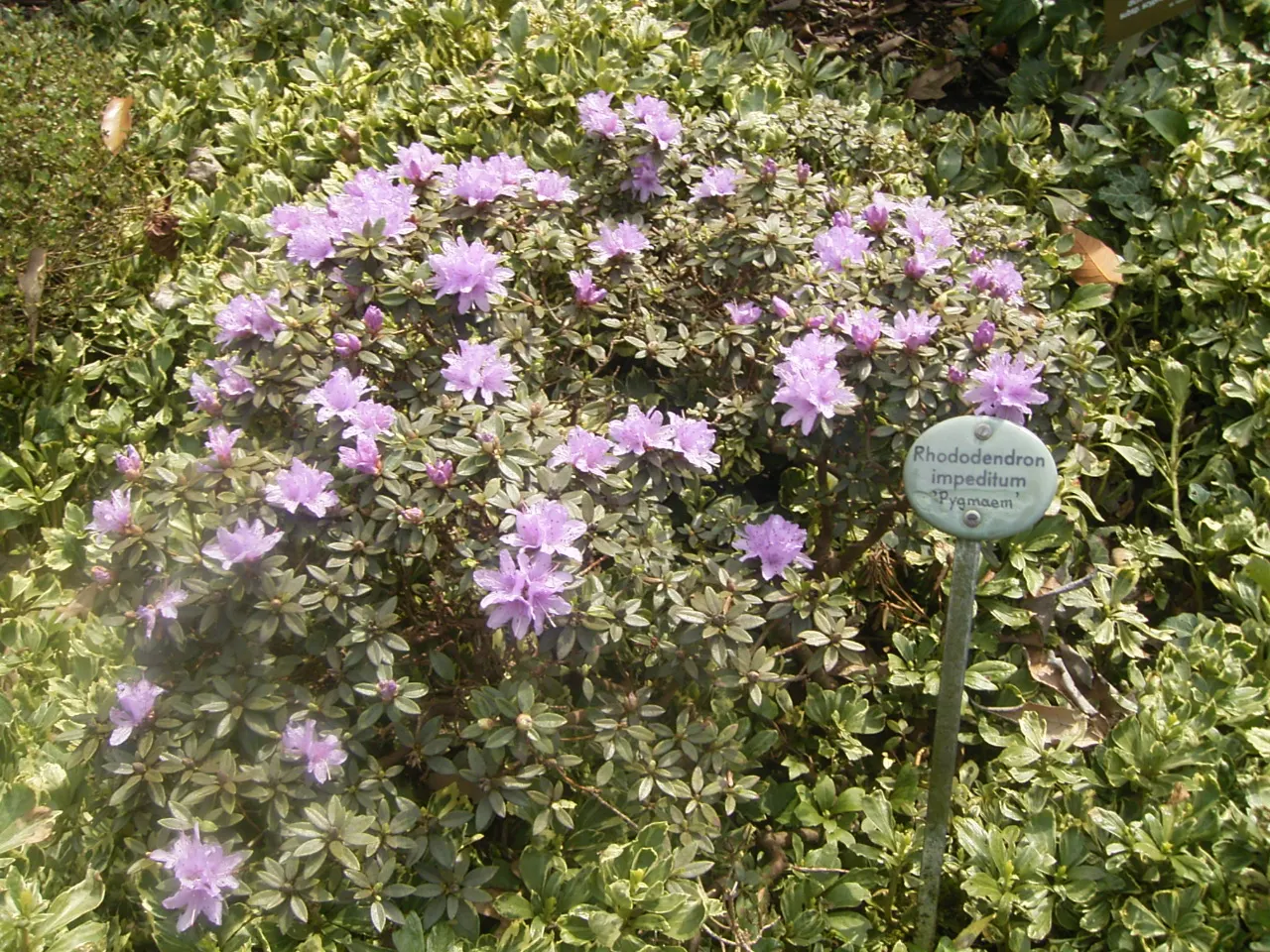 Blue Rhododendron (Rhododendron Impeditum) — blue and lavender flowers in the garden