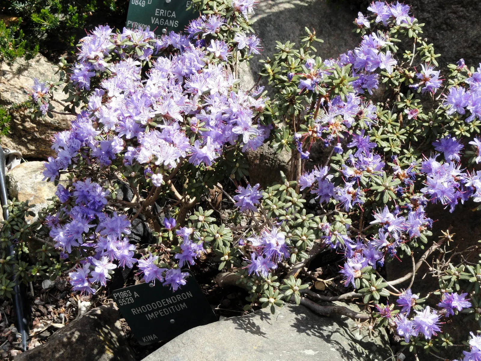 Blue Rhododendron (Rhododendron Impeditum) — Ideal for small gardens and containers, it requires partial shade and well-drained soil
