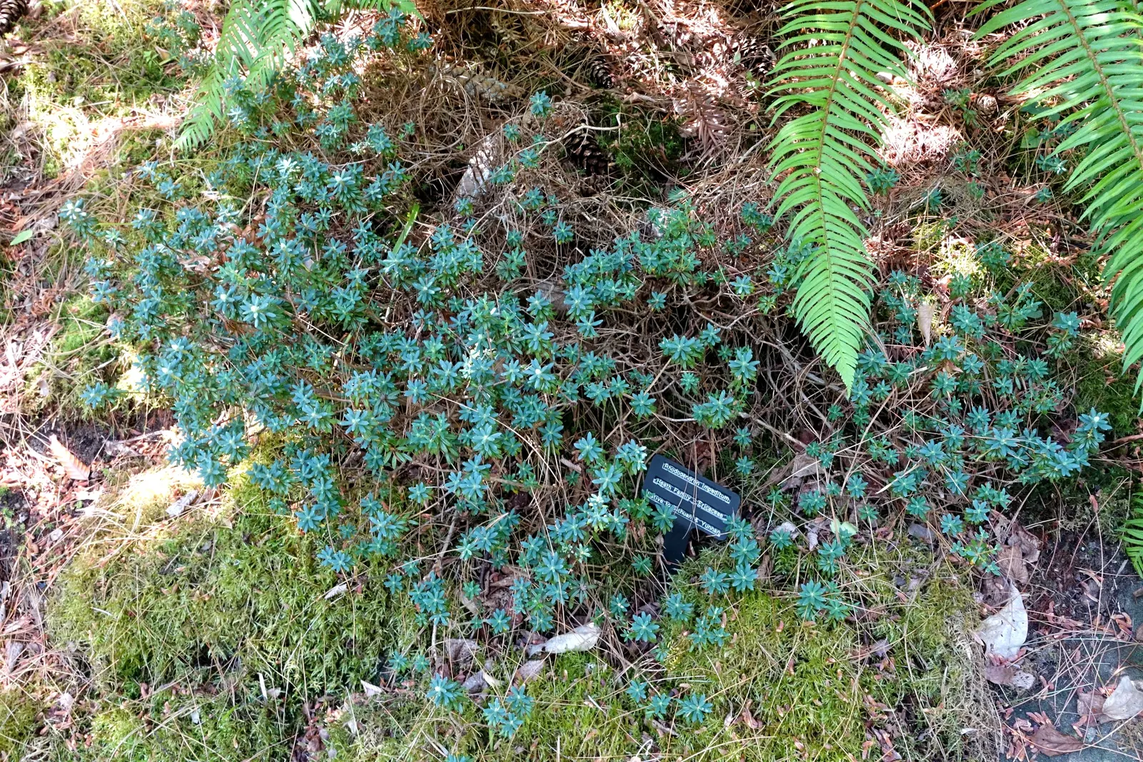 Blue Rhododendron (Rhododendron Impeditum) — This plant's evergreen nature provides year-round interest