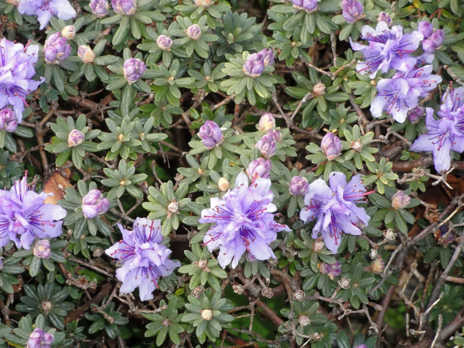 Blue Rhododendron (Rhododendron Impeditum) — Hardy in zones 6-9, it blooms in spring, attracting pollinators to the landscape; displaying a profusion of