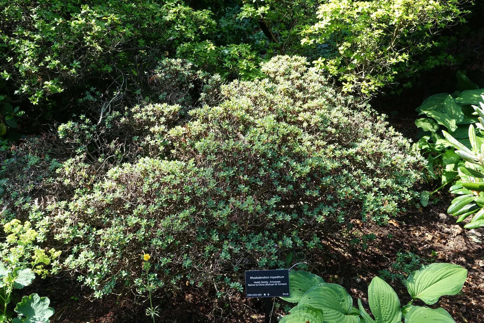 Blue Rhododendron (Rhododendron Impeditum) — This dwarf variety typically reaches just 1 to 2 feet in height and spreads out 2 to 3 feet