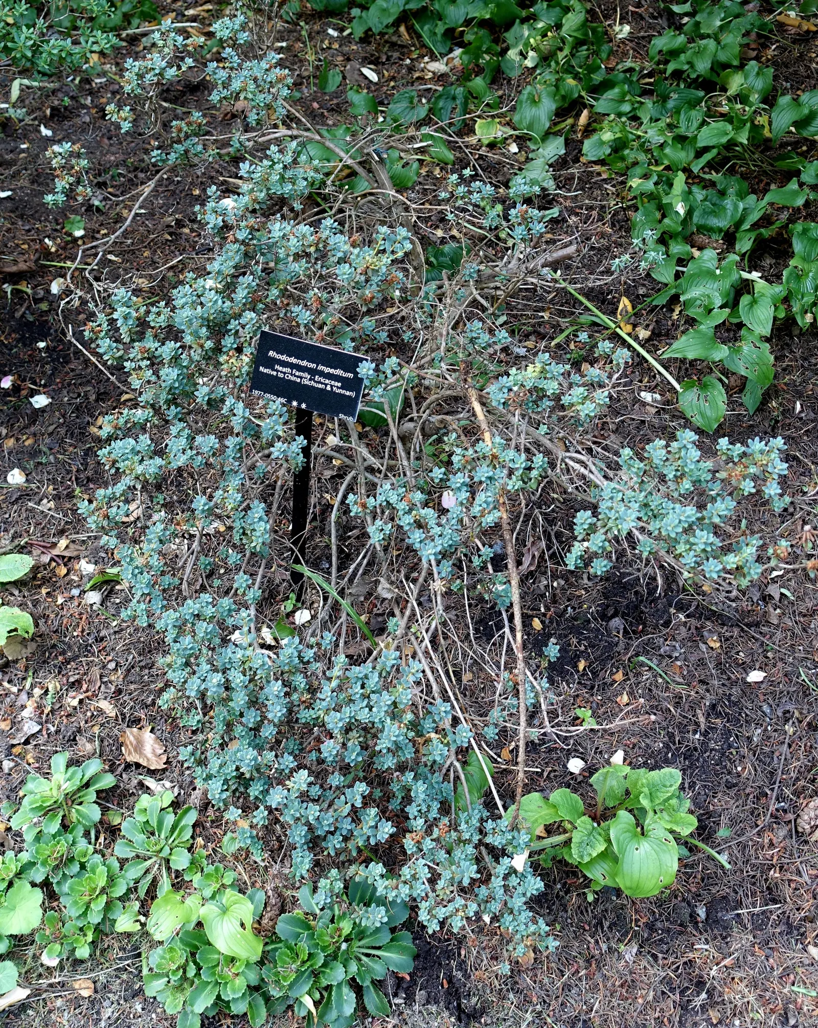 Blue Rhododendron (Rhododendron Impeditum) — yet it's important to avoid waterlogged conditions.<br><br>For the client