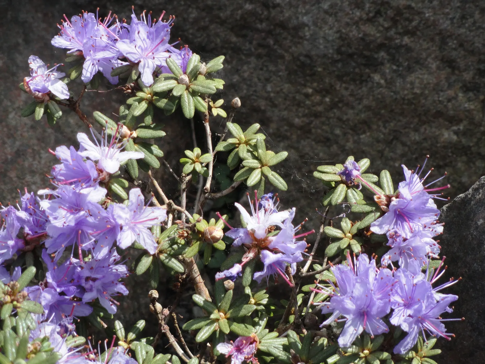 Blue Rhododendron (Rhododendron Impeditum) — Thriving in acidic soil, it has a mature size of 1 to 2 feet tall and wide