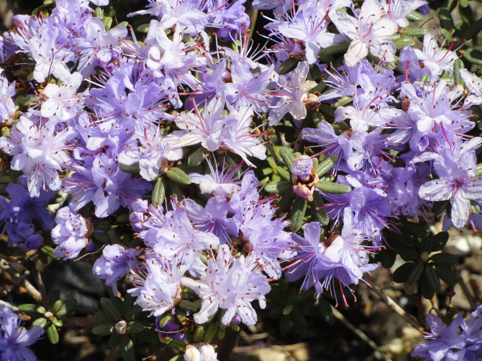 Blue Rhododendron (Rhododendron Impeditum) — With small, aromatic leaves, it provides year-round interest; blue and lavender flowers in the garden, image 58