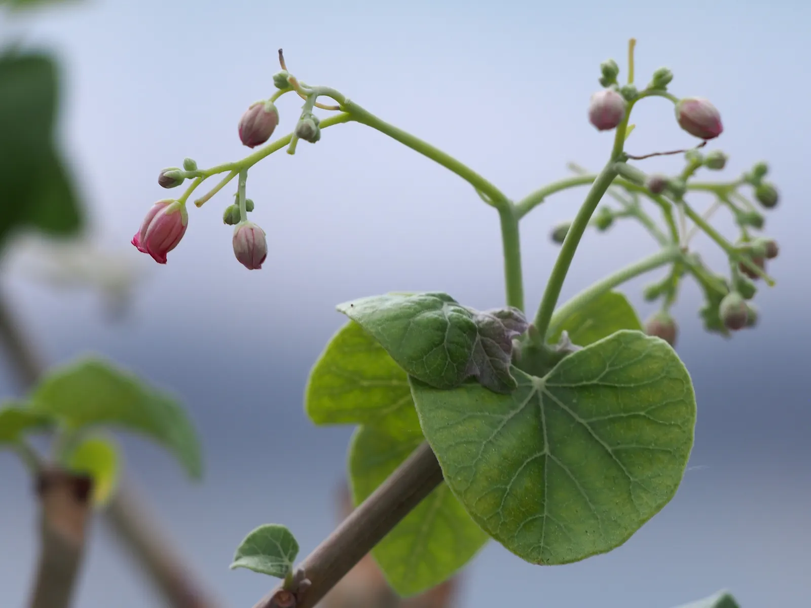Arizona Nettlespurge (Jatropha Cinerea) — It features a sculptural form with smooth, gray bark and palmate leaves concentrated at branch tips