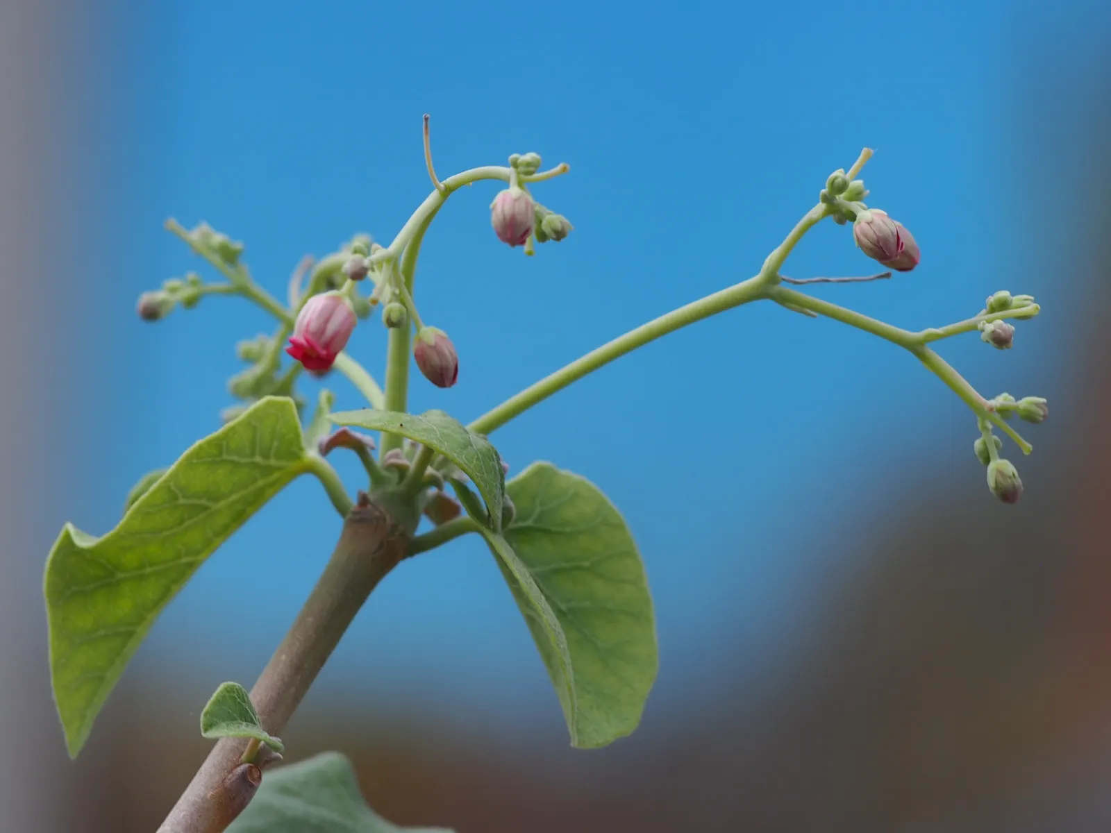 Arizona Nettlespurge (Jatropha Cinerea) — Requires well-drained soil and full sun