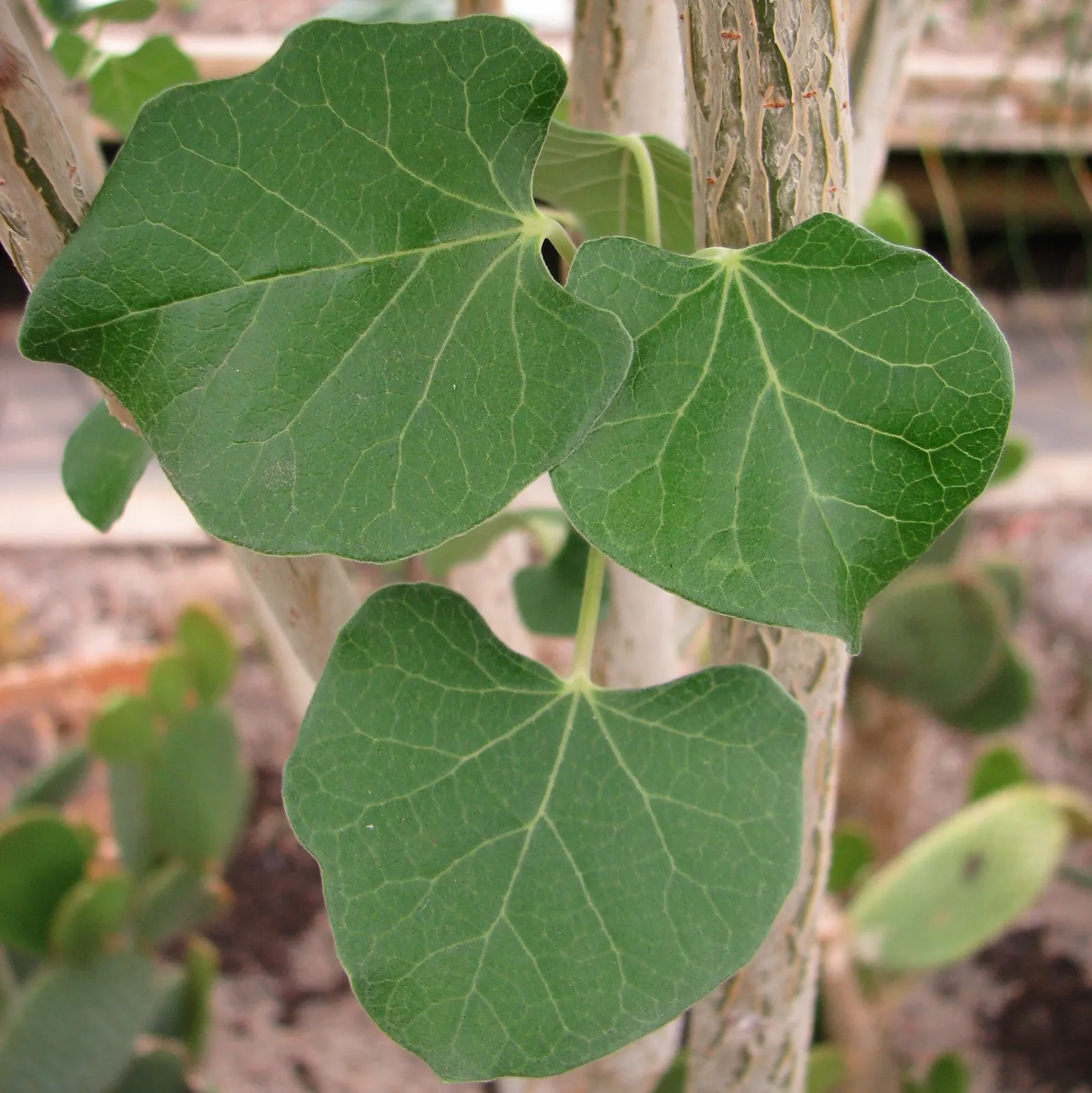 Arizona Nettlespurge (Jatropha Cinerea) — The open branching structure gives it an airy