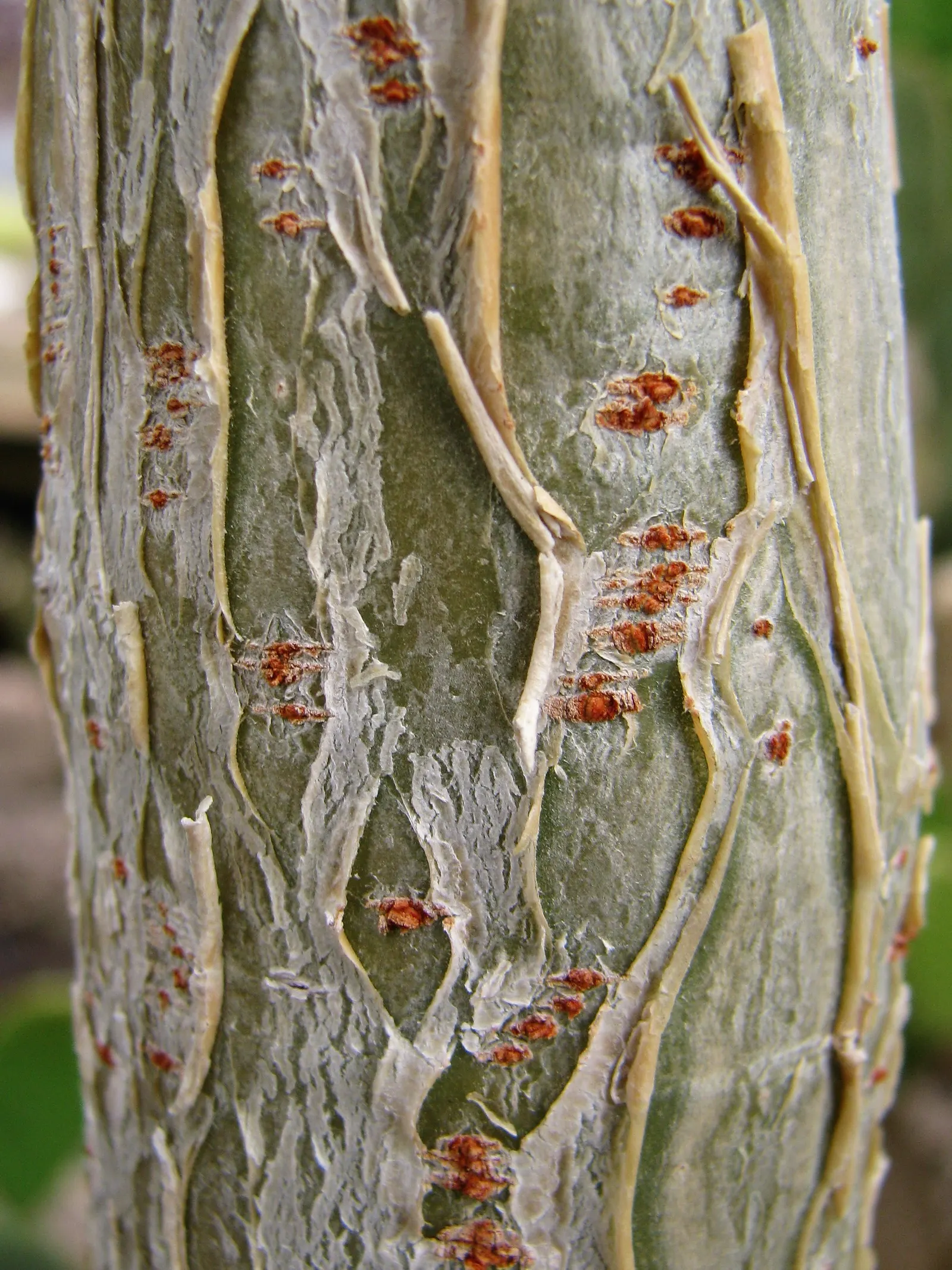 Arizona Nettlespurge (Jatropha Cinerea) — exhibiting a multi-trunk growth pattern