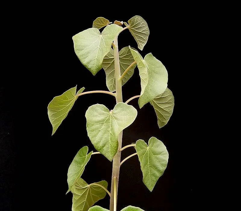 Arizona Nettlespurge (Jatropha Cinerea) — this perennial shrub or small tree usually grows to a height of 10 to 20 feet