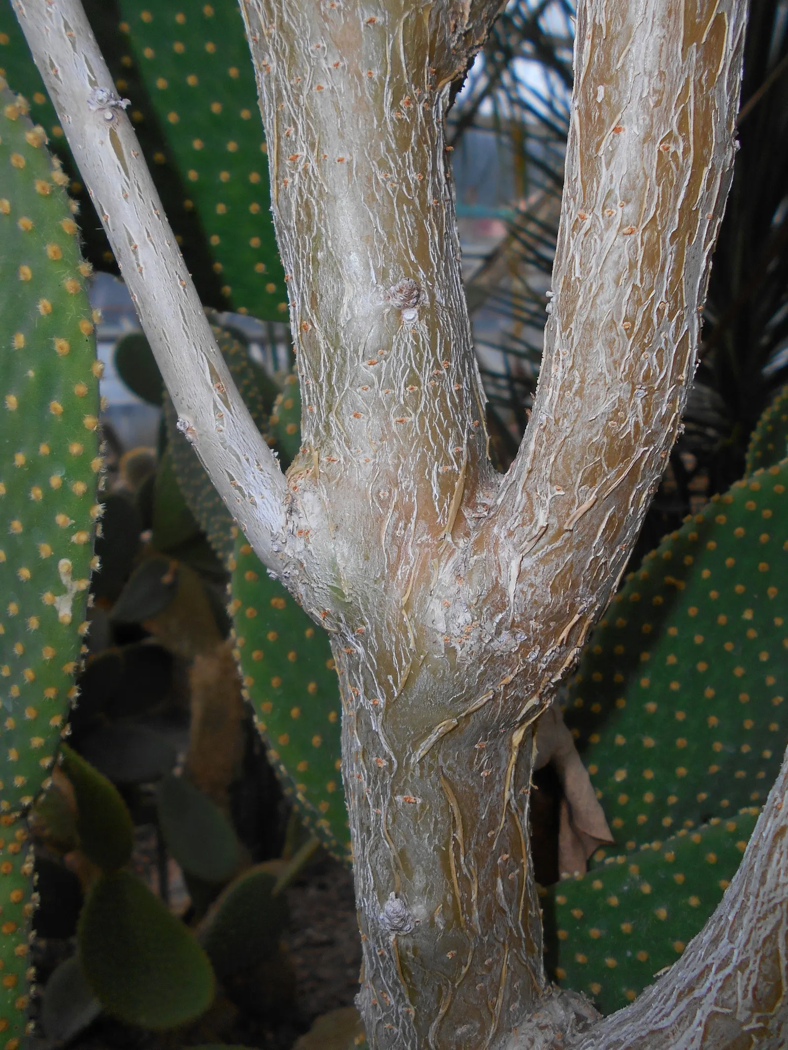 Arizona Nettlespurge (Jatropha Cinerea) — Mature size reaches about 10 feet in height and 8 feet in width