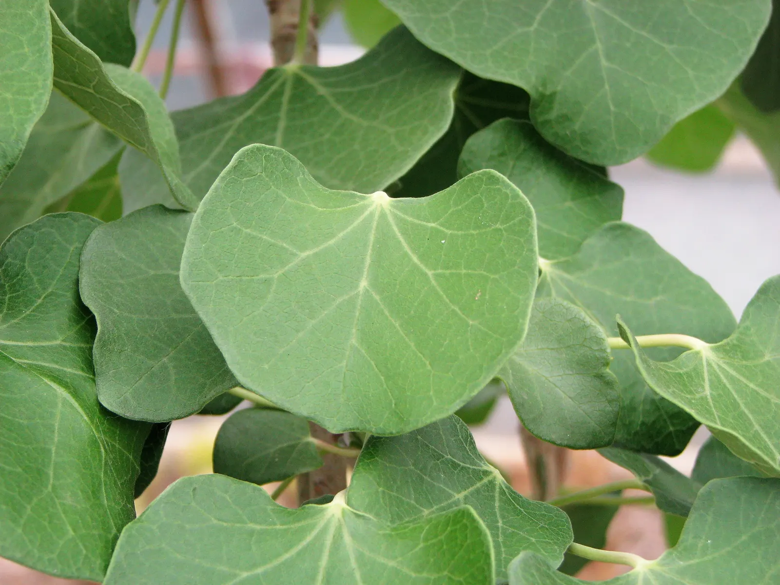 Arizona Nettlespurge (Jatropha Cinerea) — The Arizona nettlespurge, or Jatropha cinerea, is a drought-tolerant shrub, native to the Sonoran Desert