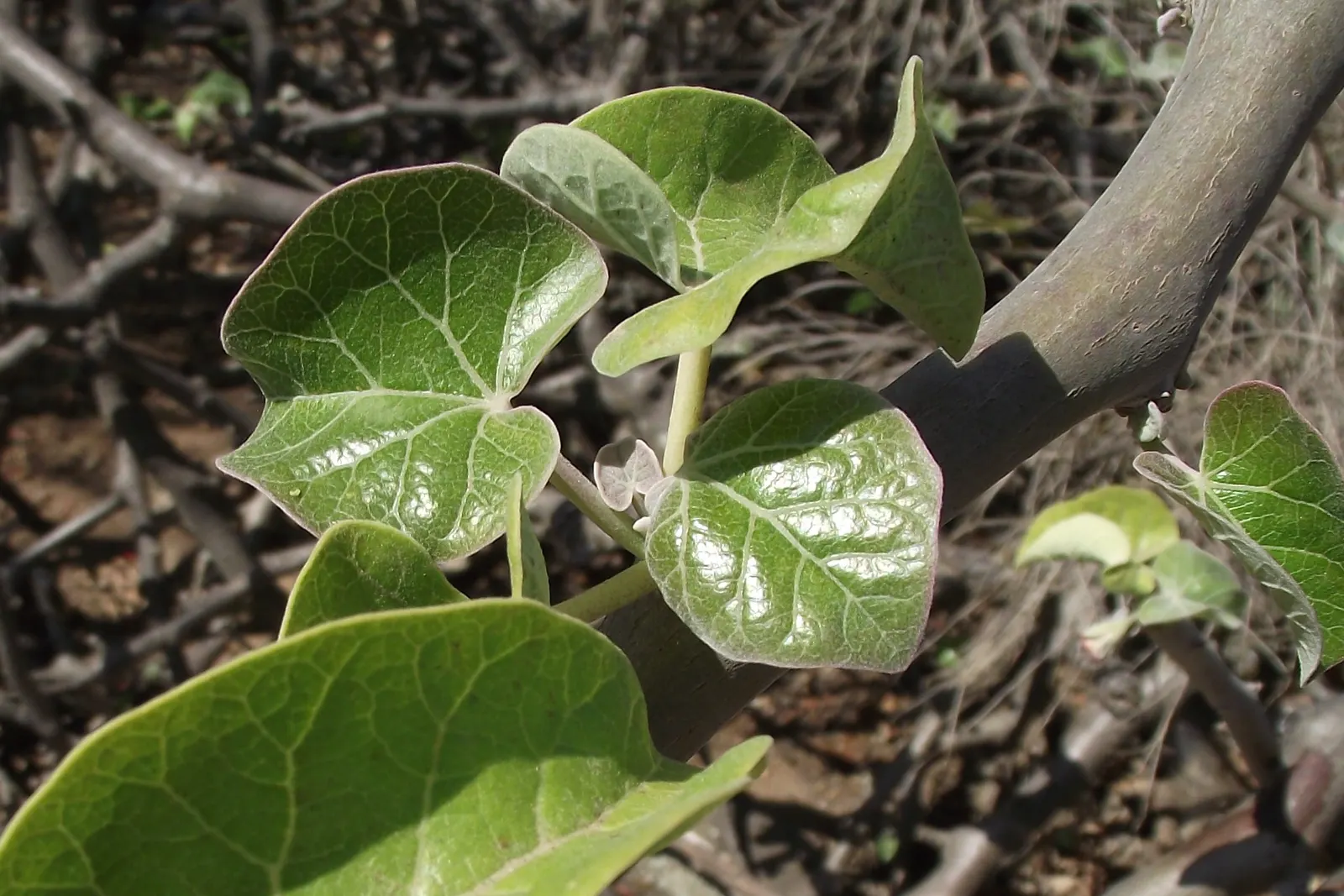 Arizona Nettlespurge (Jatropha Cinerea) — is a distinctive plant native to the Baja California Peninsula and parts of Sonora in Mexico
