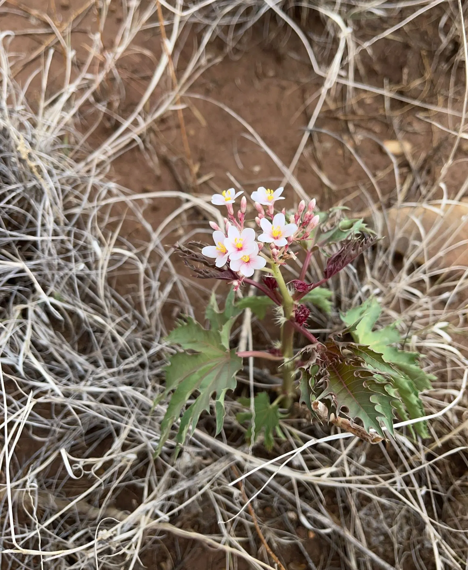 Arizona Nettlespurge (Jatropha Cinerea) — scientifically referred to as Jatropha cinerea
