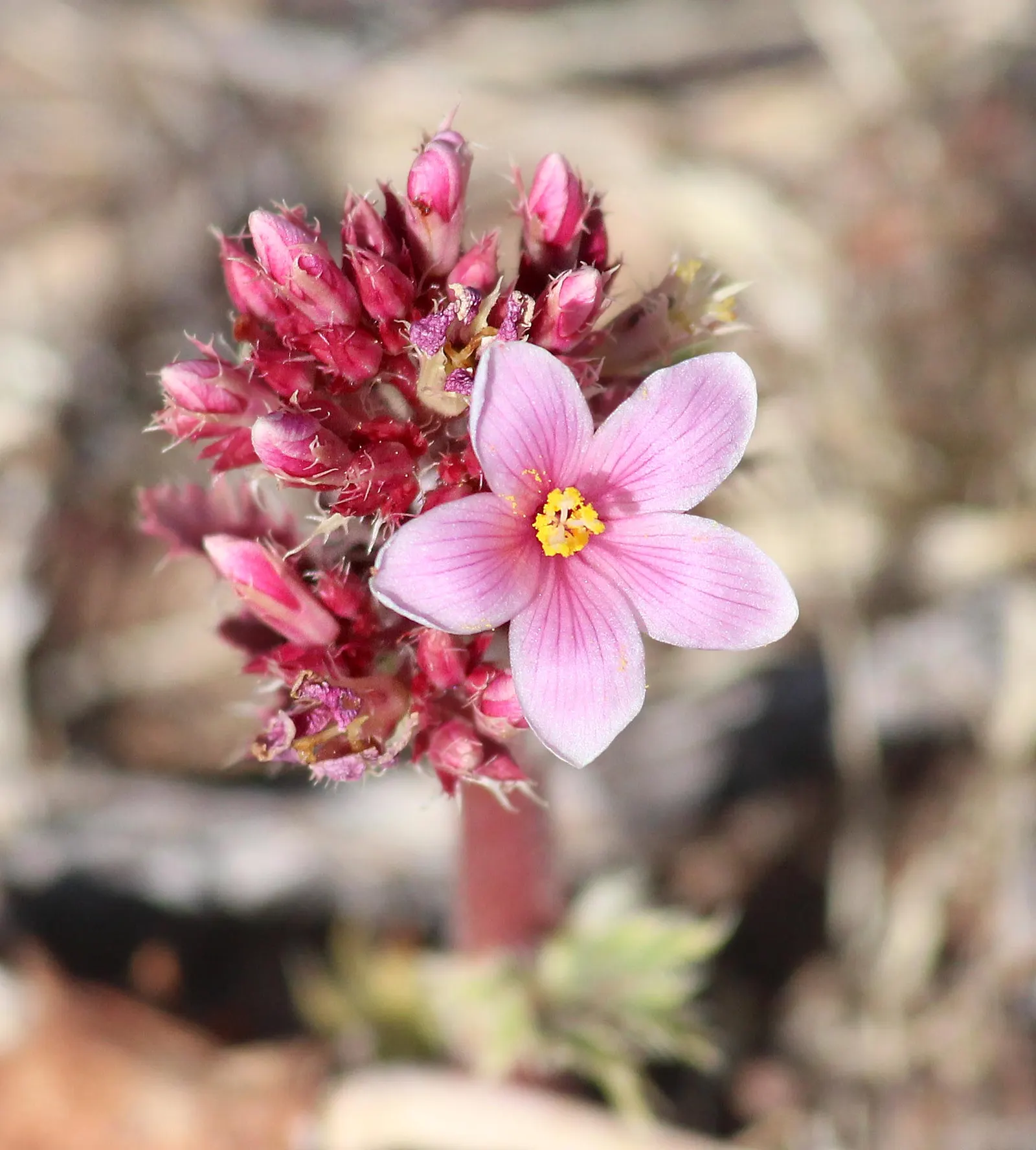 Arizona Nettlespurge (Jatropha Cinerea) — Low maintenance, once established, it adds unique texture to arid landscapes