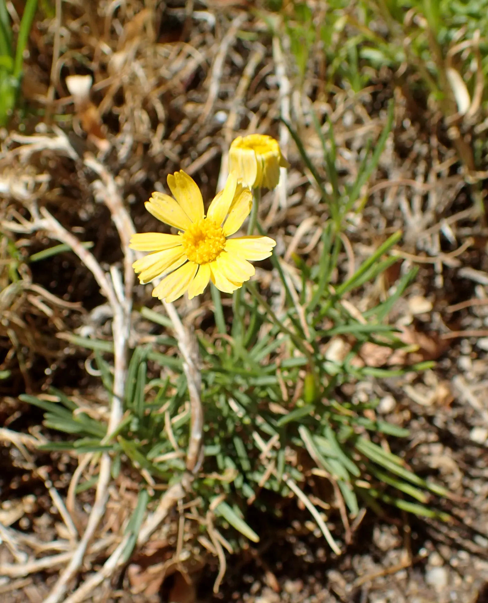 Angelita Daisy,Sundancer Daisy (Tetraneuris Acaulis) — also known as Sundancer Daisy or Tetraneuris acaulis; its diminutive size and abundant, image 65