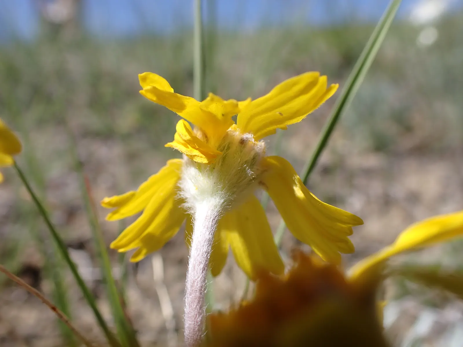 Angelita Daisy,Sundancer Daisy (Tetraneuris Acaulis) — This perennial requires full sun and well-drained soil