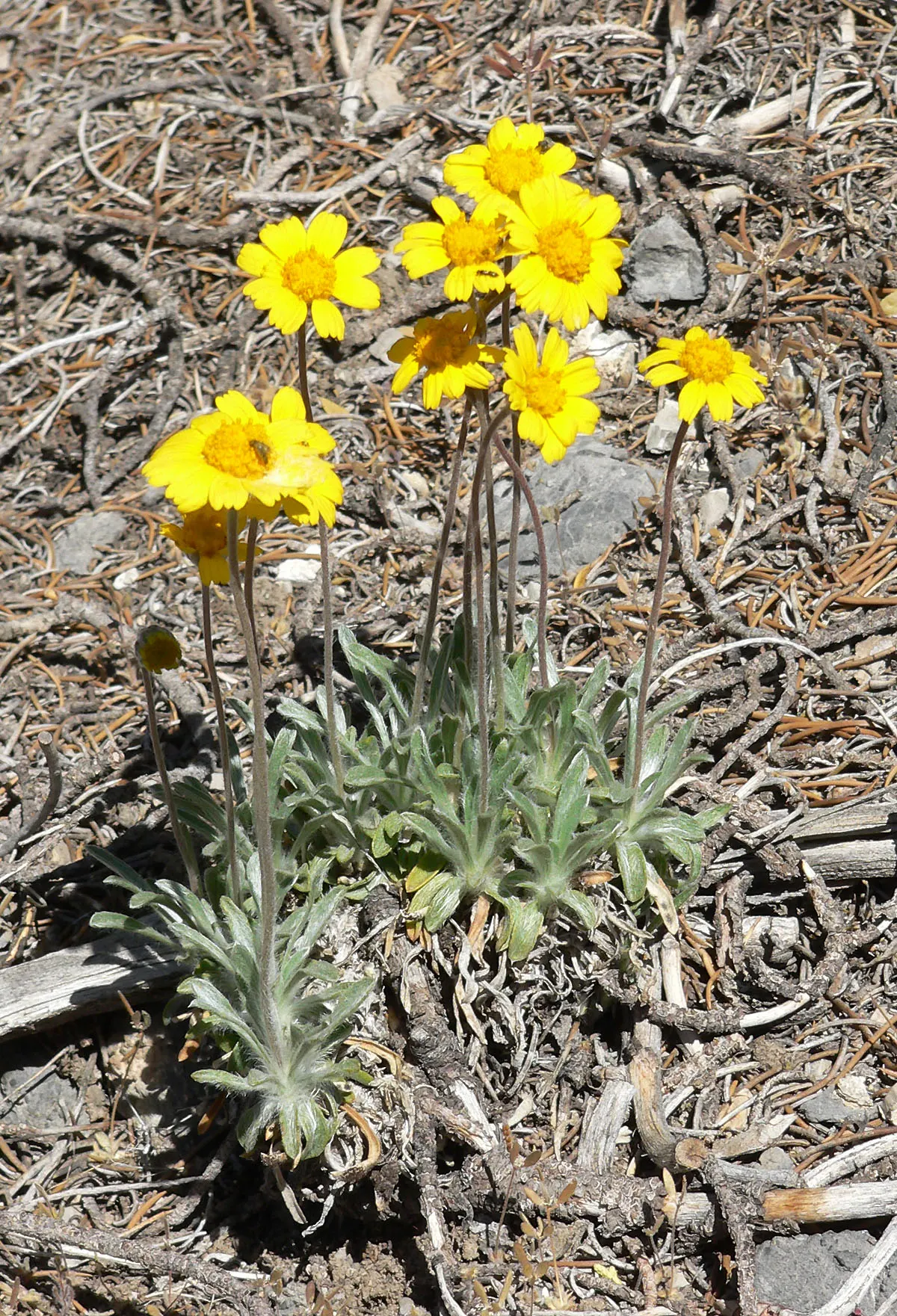 Angelita Daisy,Sundancer Daisy (Tetraneuris Acaulis) — Its evergreen foliage forms a dense rosette up to 6 inches in diameter, ideal for xeriscaping; offering