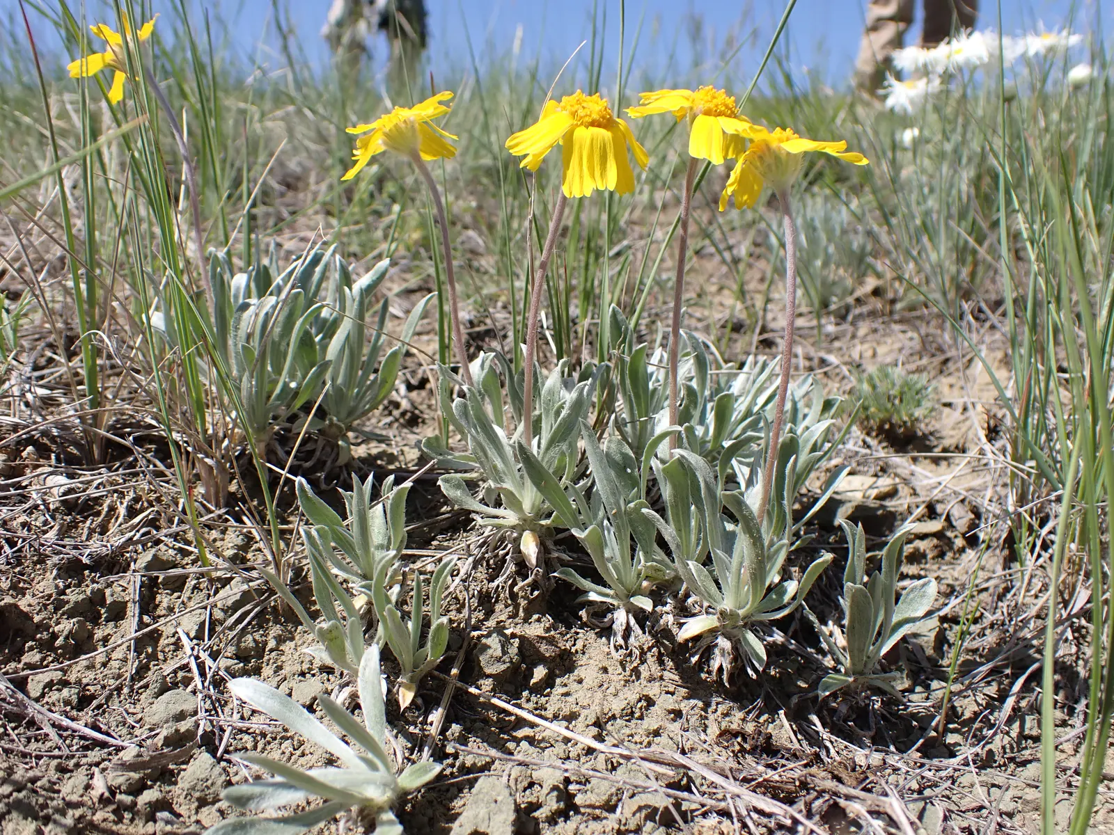 Angelita Daisy,Sundancer Daisy (Tetraneuris Acaulis) — Its foliage consists of narrow, image 48