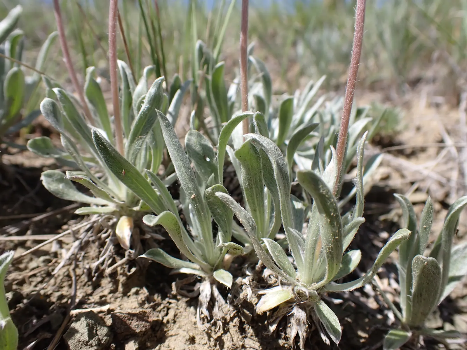 Angelita Daisy,Sundancer Daisy (Tetraneuris Acaulis) — also known as Sundancer Daisy or Tetraneuris acaulis; its diminutive size and abundant flowering make it