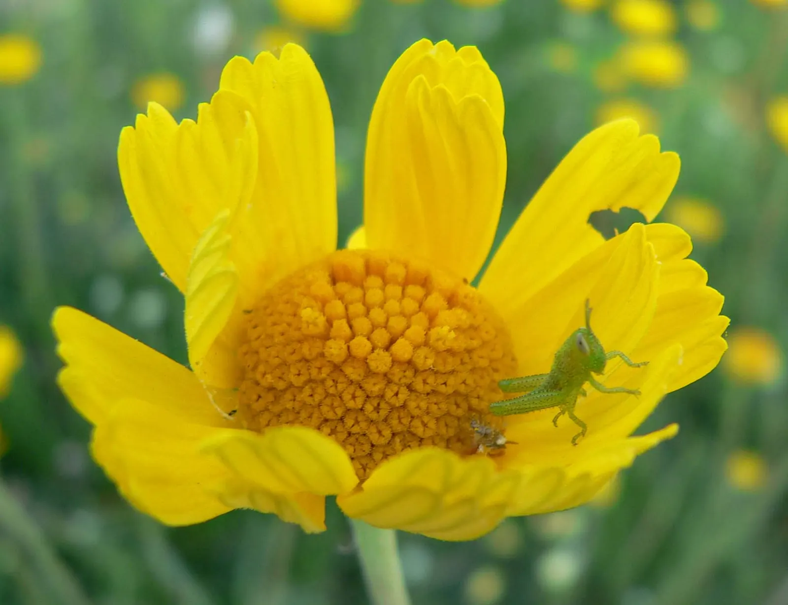 Angelita Daisy,Sundancer Daisy (Tetraneuris Acaulis) — perennial for full or half; for a flourishing display