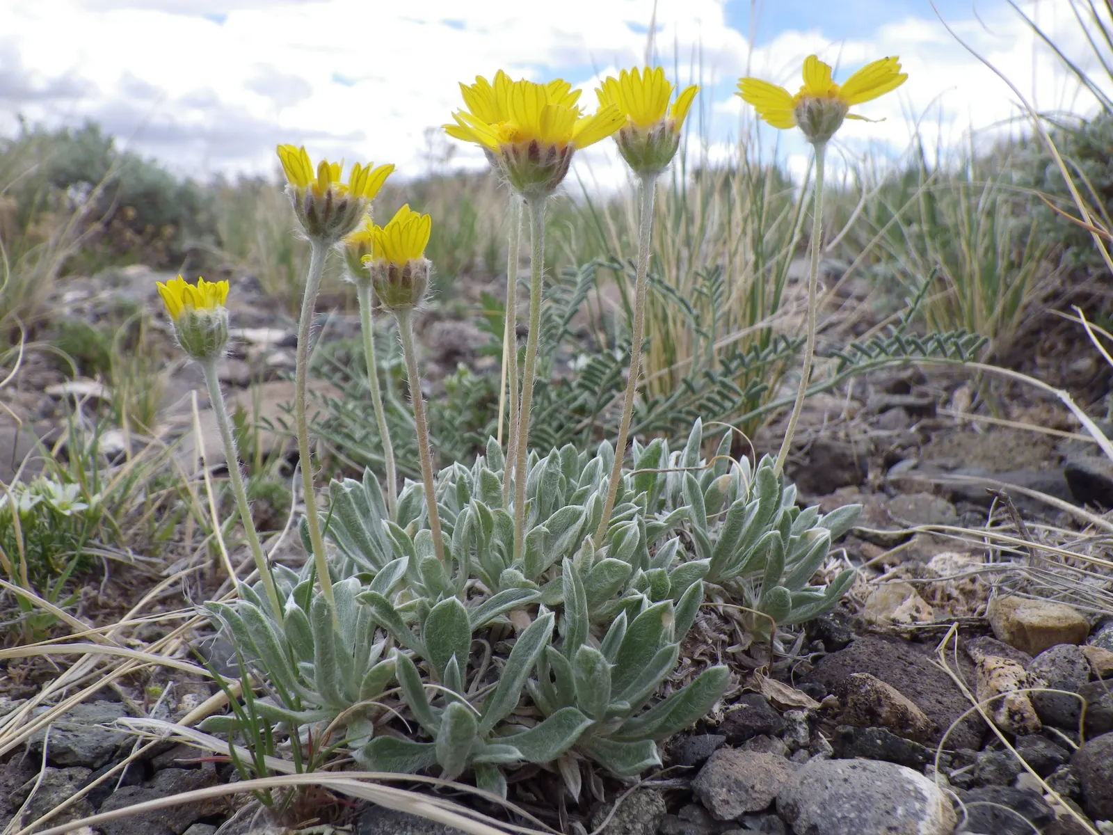 Angelita Daisy,Sundancer Daisy (Tetraneuris Acaulis) — thrives in USDA zones 4-10