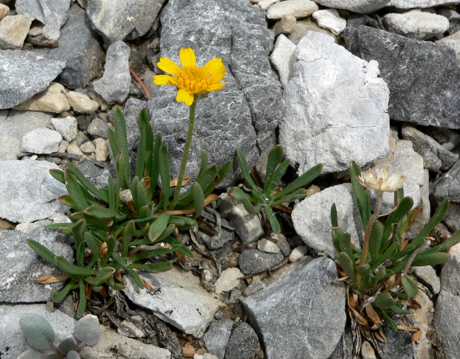 Angelita Daisy,Sundancer Daisy (Tetraneuris Acaulis) — Its foliage consists of narrow