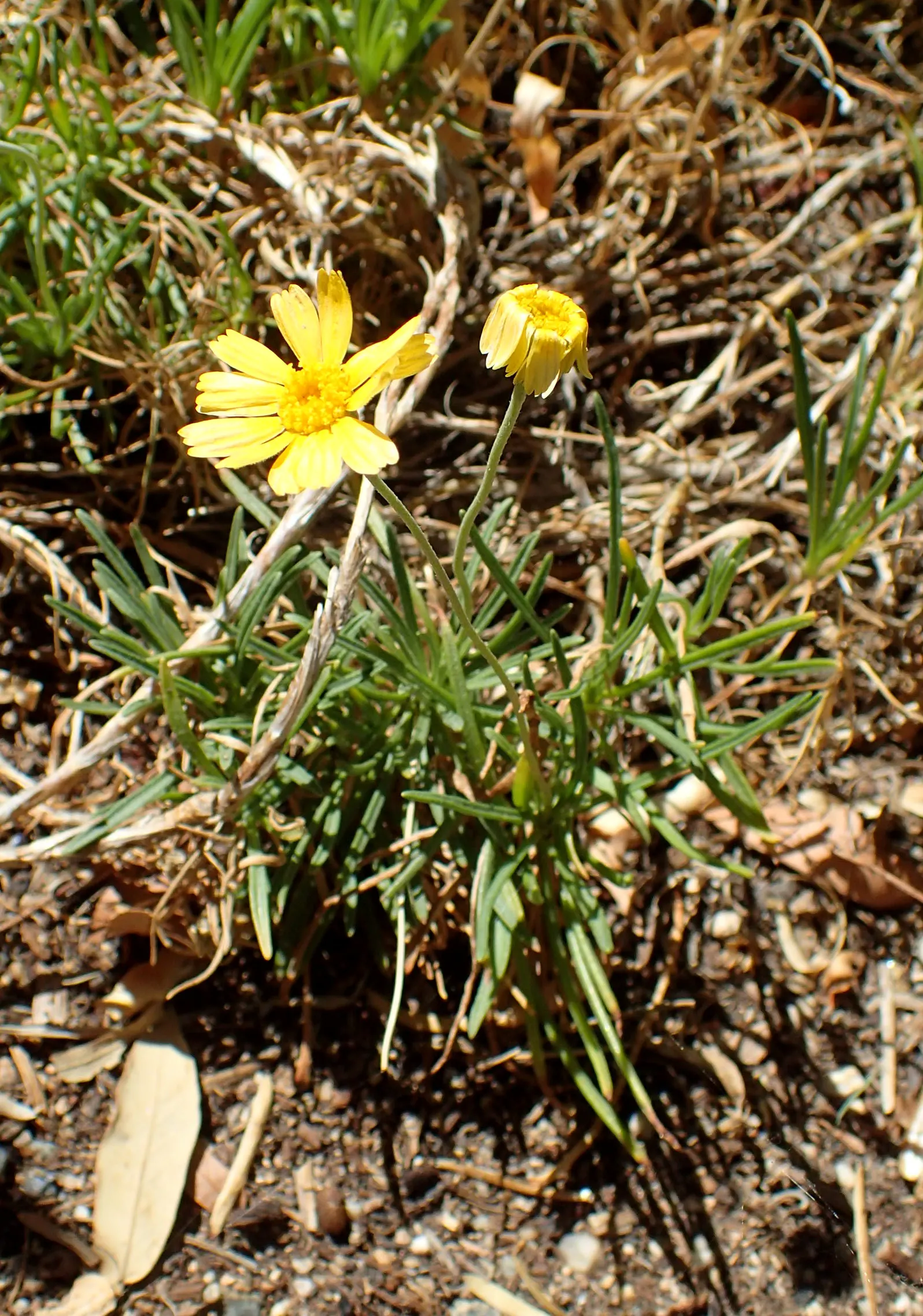 Angelita Daisy,Sundancer Daisy (Tetraneuris Acaulis) — offering a low-maintenance
